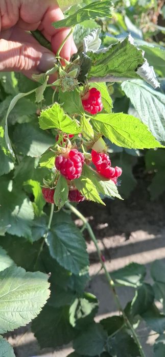 Продам дачу. Бобровка