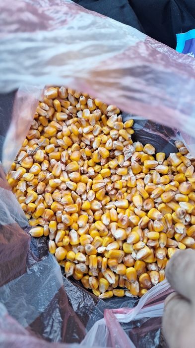 Porumb  Ambalat în saci de 40kg  Oferim transport gratuit la domiciliu