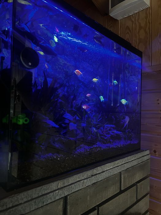 Vand acvariu 80 L complet