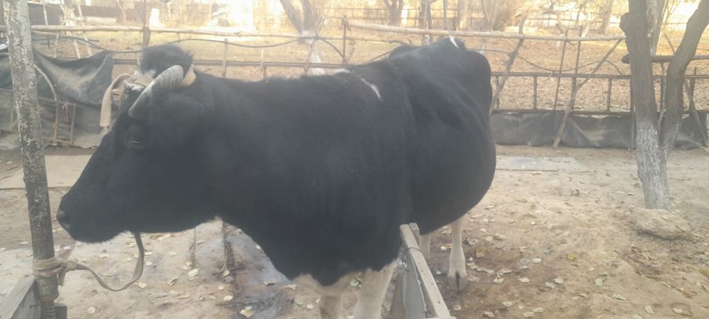 Қара сиыр сатылады