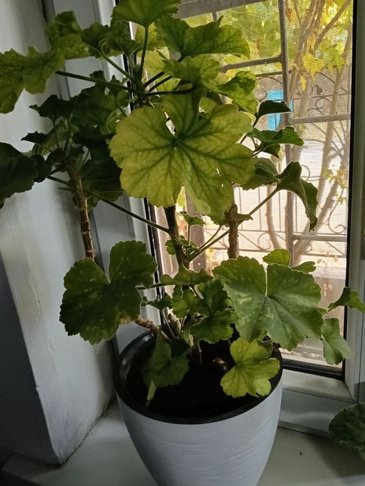 Цветы в  горшках