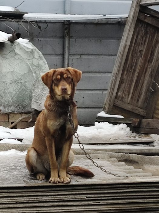 Годовалая собачка