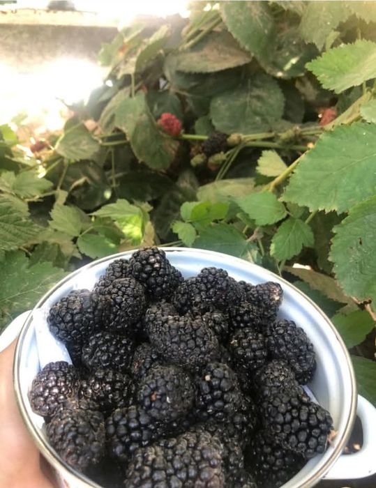 Саженцы корень ежевики