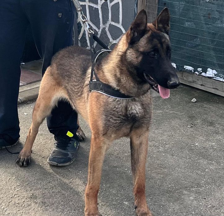 белгийска овчарка малиноа