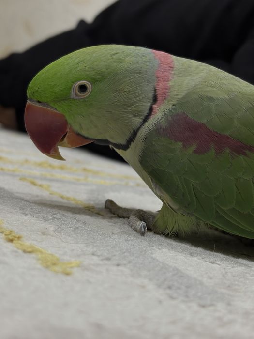 Попугай Александрский ручной