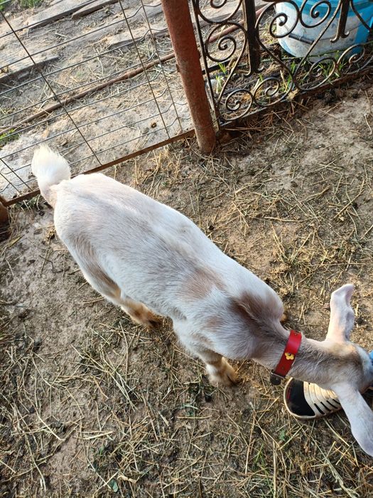 Iada + ied de vânzare 500 lei