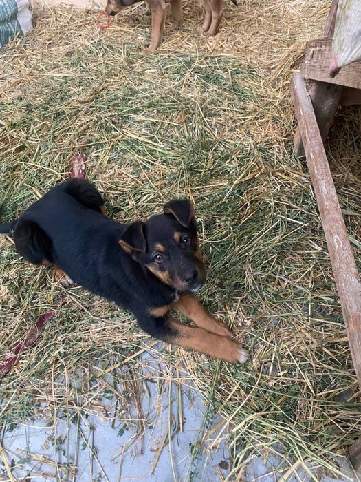 Кучиклар берилади 3ойлик