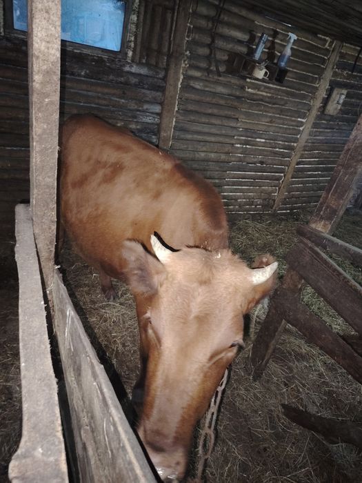 Продам телочку с теленком