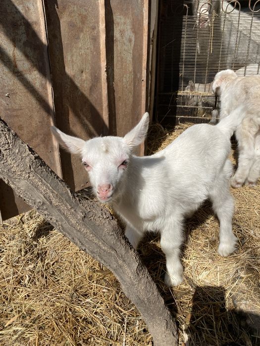 Заанен лақтар сатылады