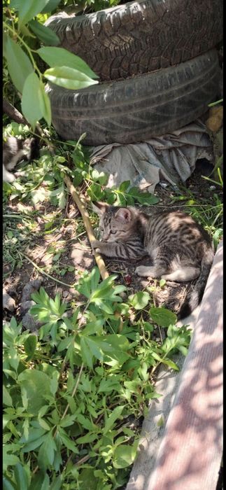 Отдам  котят бесплатно