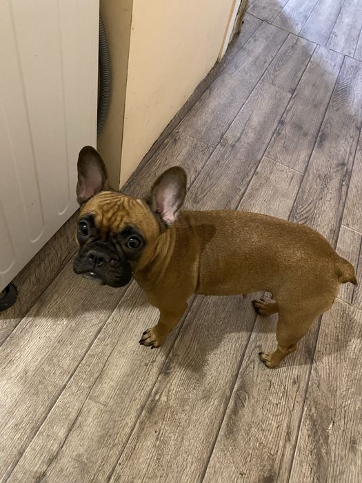 Французский Бульдог