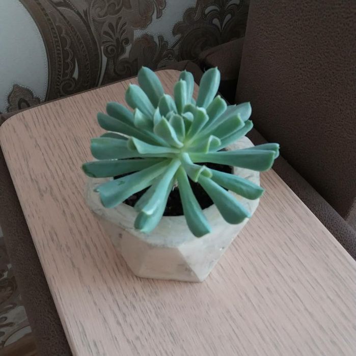 Комнатные растения-сукуленты.