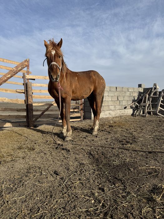 Қаршыға көкпар жылқы сатылады