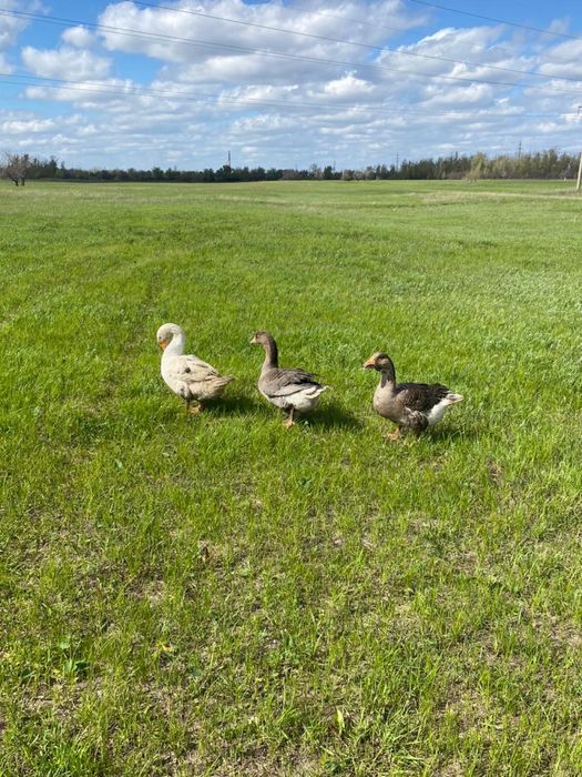 Гуси домашние, үй Қаздары