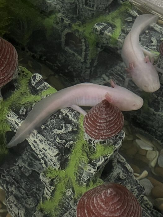 Аксолотль альбинос