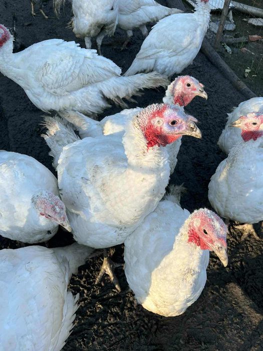 Vând curcani crescuți la curte