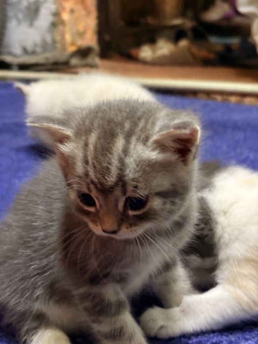 Отдам 7 котят мать британка