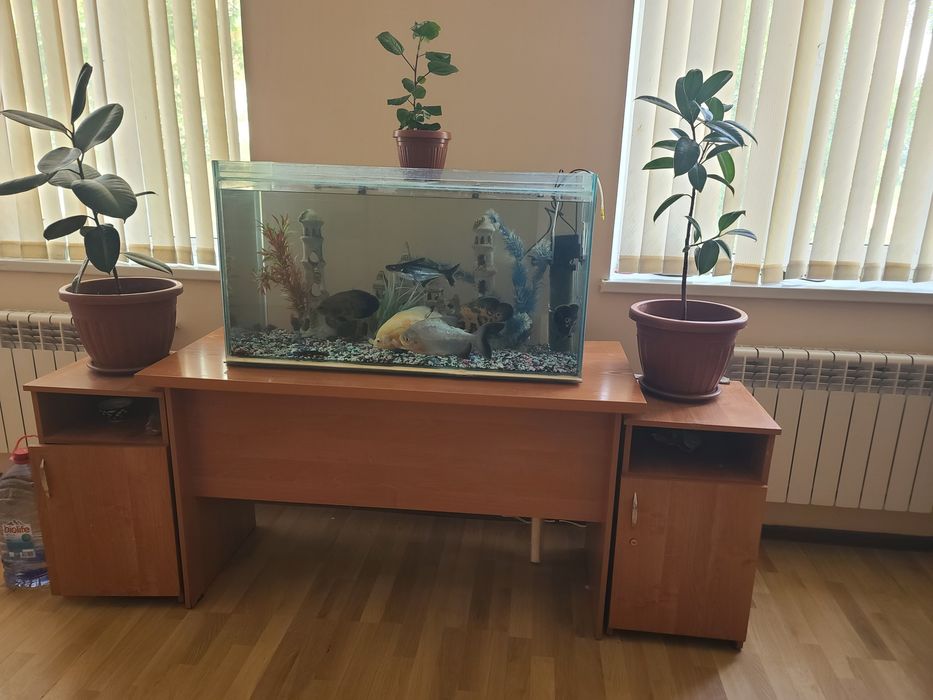 Akvarium baliqlari har xil turdagi.  O‘lchamlari katta.