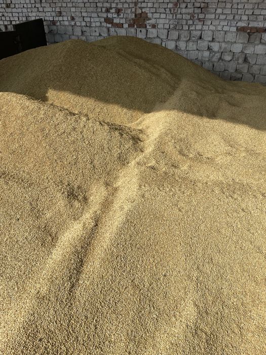 Orzoaica/Orz de primavara selectata Romanita C1