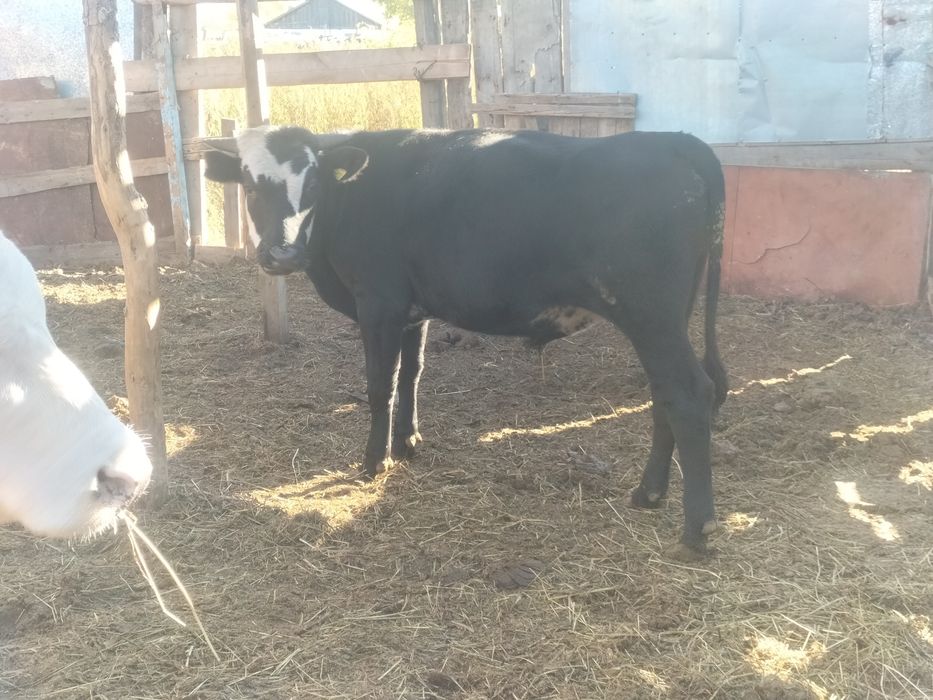 продам бычков 8 голов