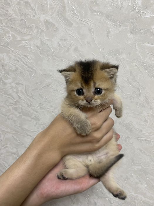 Золотая шиншилла