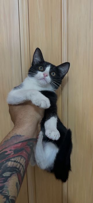 Spre adoptie doua pisici frumoase