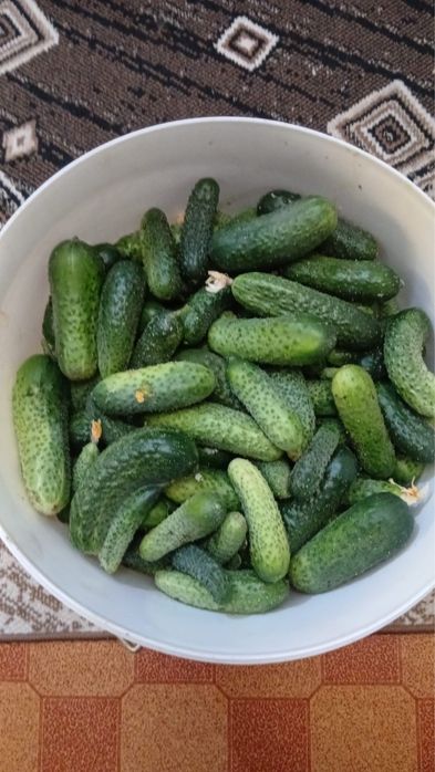 Продам огурцы на засолку