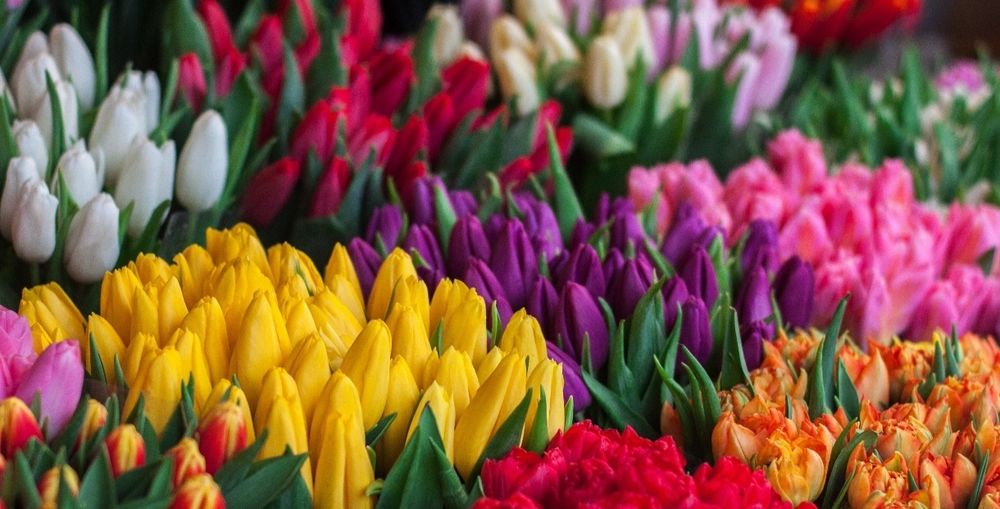 Продаю тюльпаны не дорого