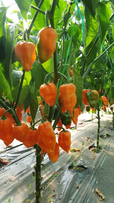 Ardei iute deshidratat ( Habanero, Jalapeno, Thai Chilli ))