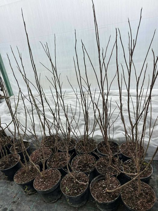 Магнолия в саксия 2 л