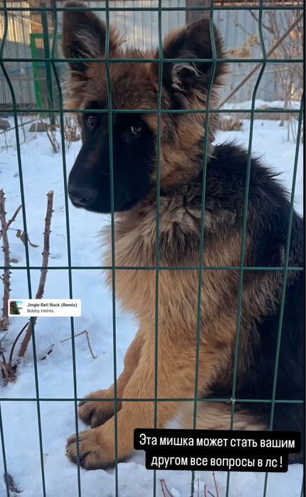 Щенки немецкой овчарки