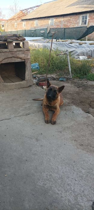 Белгийска овчарка Малиноа