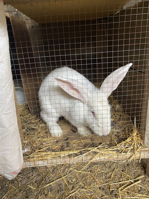 4тауық 1қораз сатылады