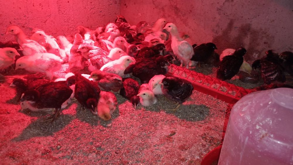 Pui de țara,de la găinile din gospodăria proprie