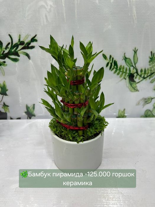 Бамбуки разные и др растения