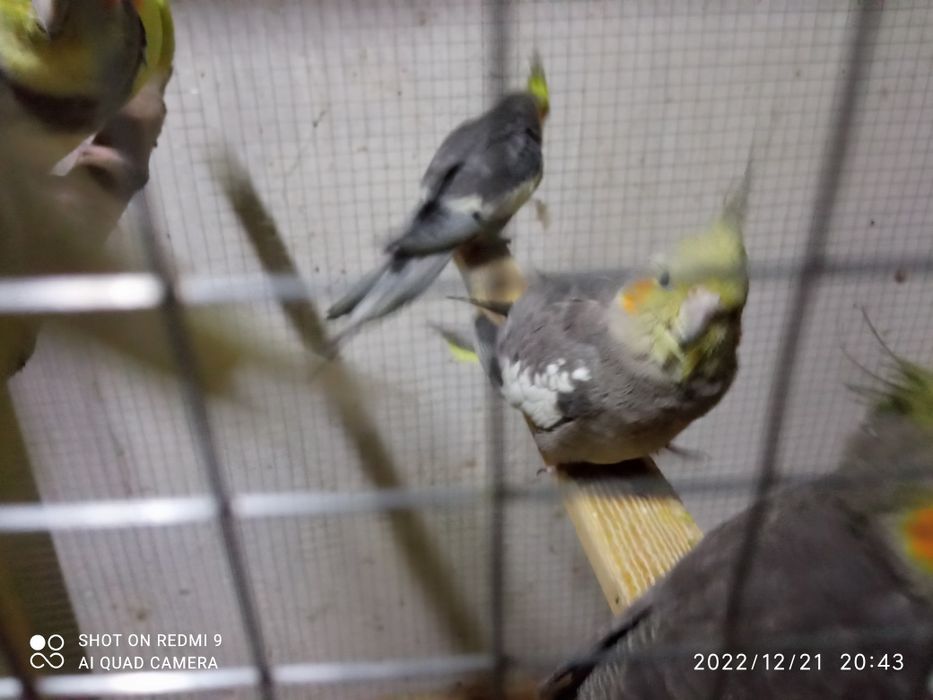 Продаётся птичка Корелла