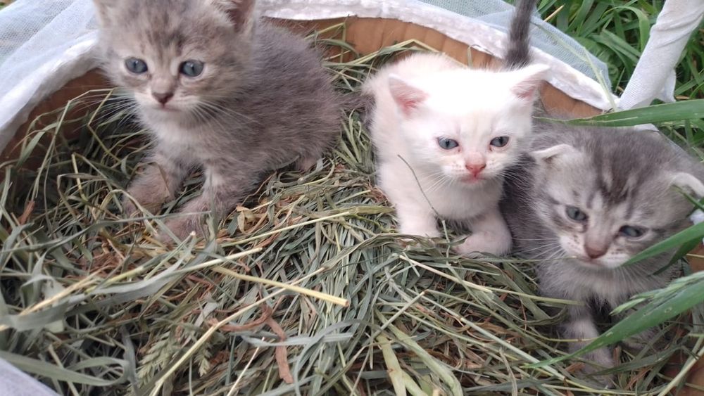 Отдам котят в добрые руки.