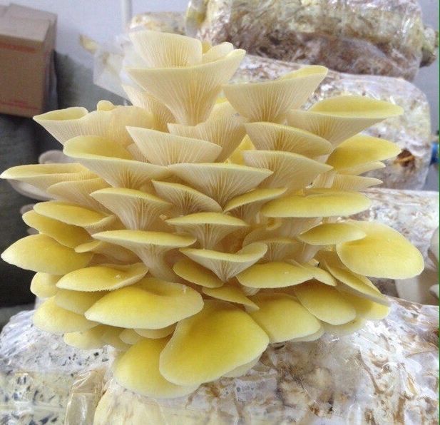 Ежовик гребенчатый Герициум