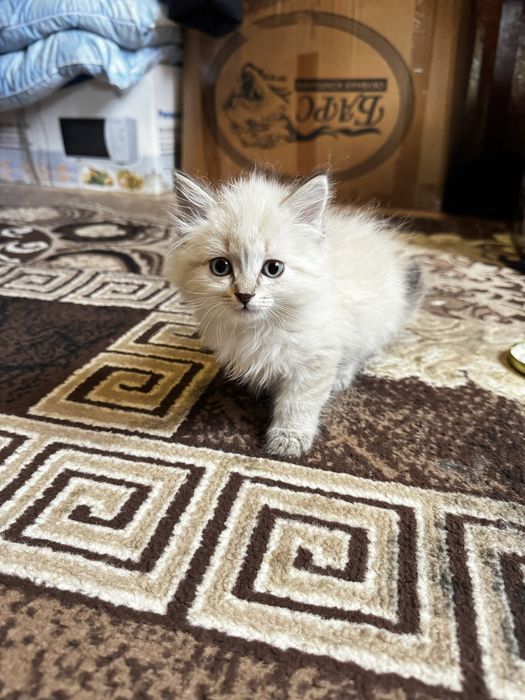 Отдам котят в хорошие , добрые руки
