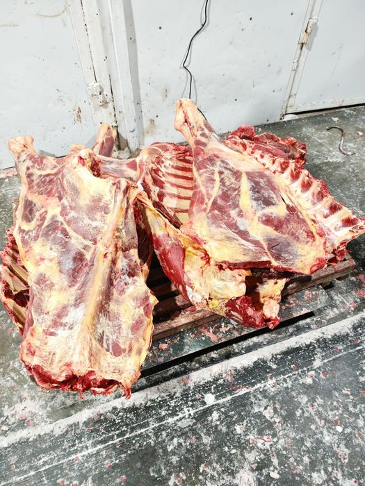 Мясо говядины конины оптом