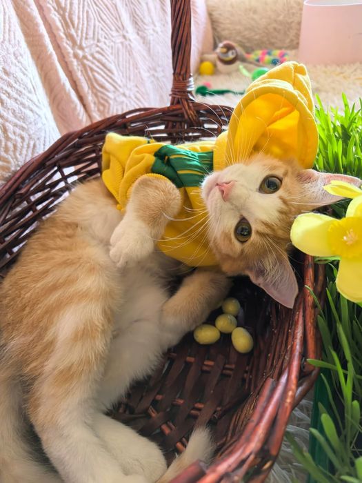 Котик подросток в добрые руки