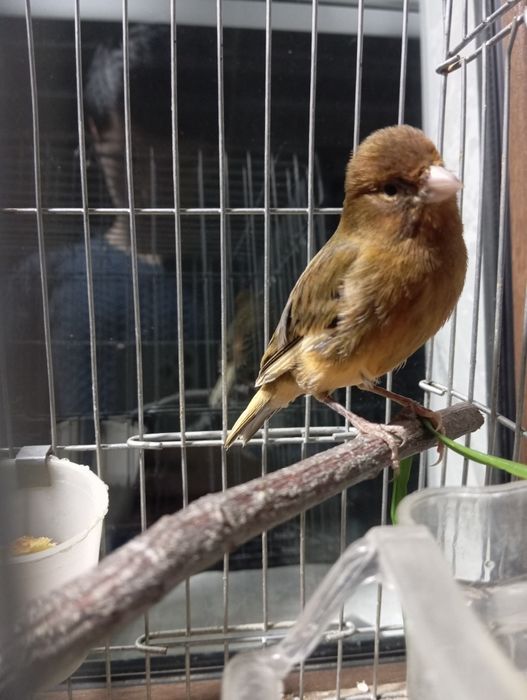 Kanareka sotiladi 1 yow plodi bor tayyor quw sayrogʻiga javob