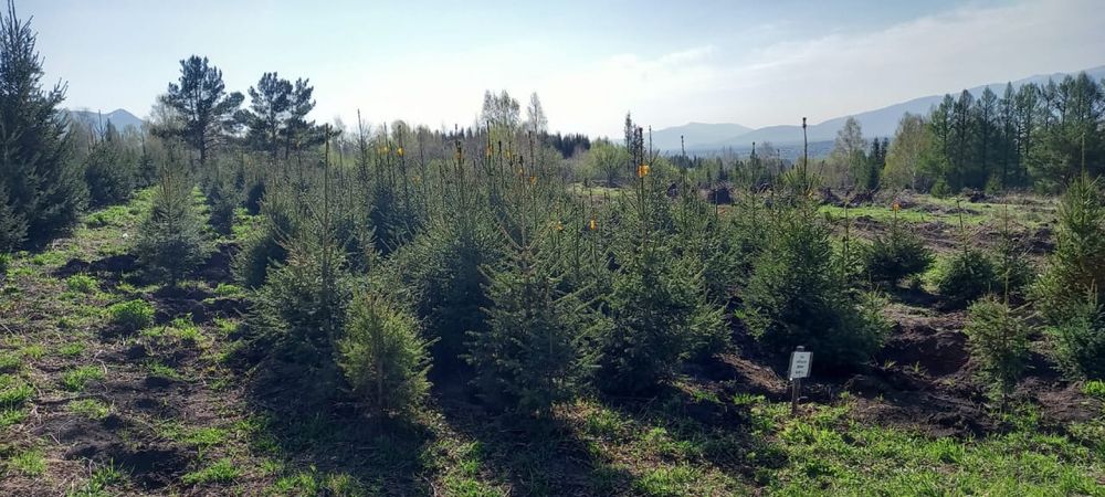 Продажа деревьев и кустарников