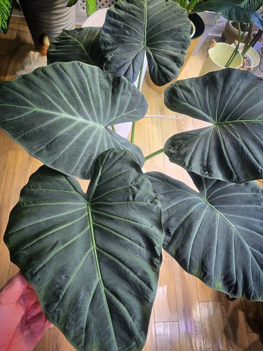 Алоказия Регал Шилдс