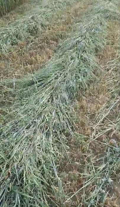 Продавам овес на малки бали