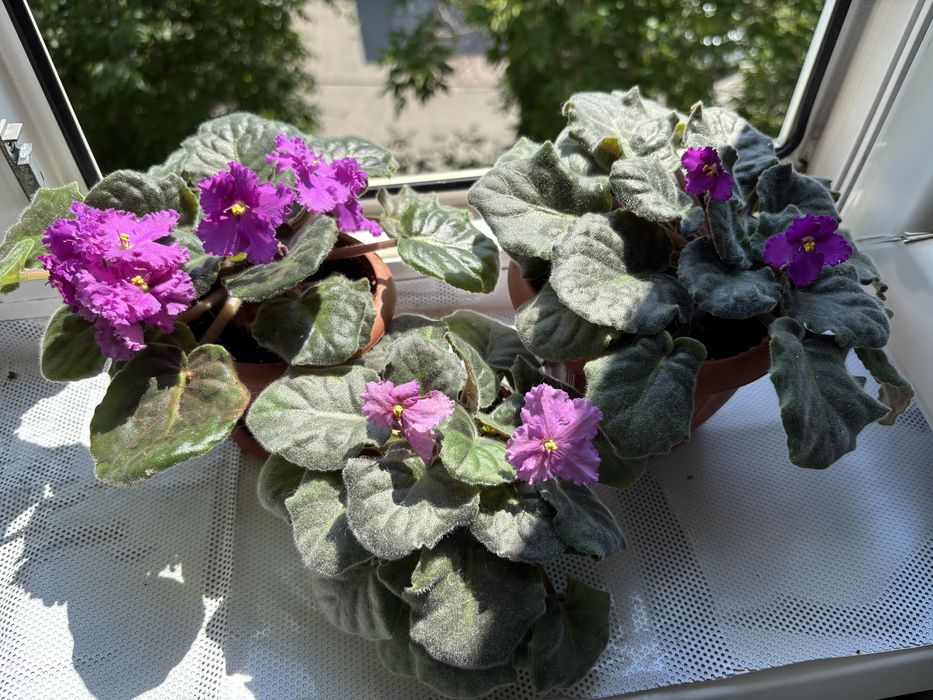 Фиалки комнатные цветы