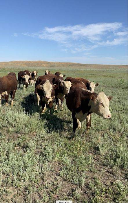 Продам племеных бычков 9 бас породы Герефорд!