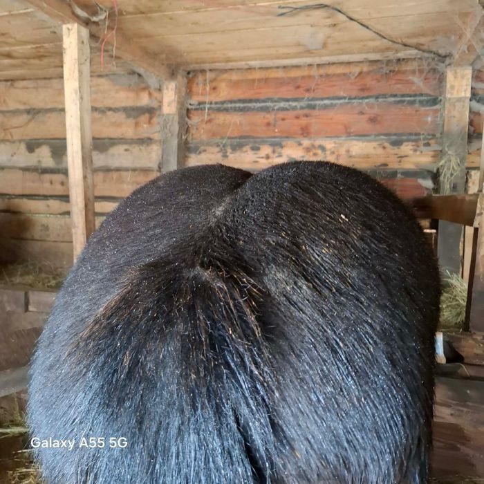 Vând Manz 1 an și 6 luni