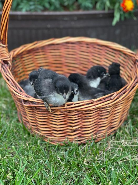 Pui de rasa Australorp si oua de incubat