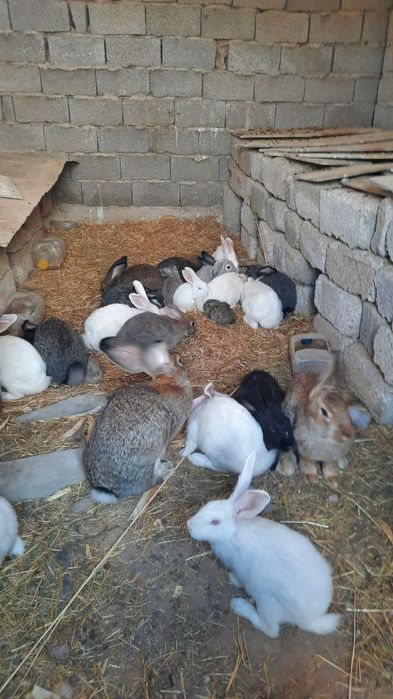 Куён купайтириб даромад килинг. Уйингизда пархез гушт бу Куён булсин.